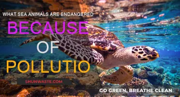 Protecting Sea Animals: Pollution's Victims