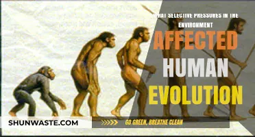 Environmental Pressures Shaping Human Evolution: Key Factors and Adaptations