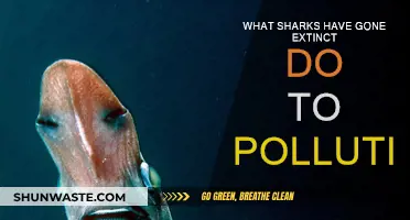 Sharks Extinct Due to Pollution: A Marine Crisis