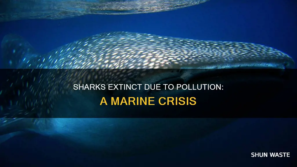 what sharks have gone extinct do to pollution