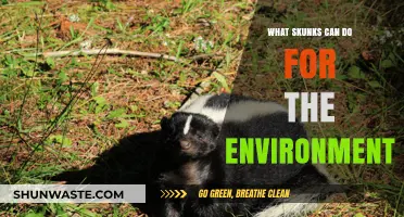Skunks: Unsung Heroes in Pest Control and Ecosystem Balance