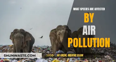 Air Pollution's Impact: Species Under Threat