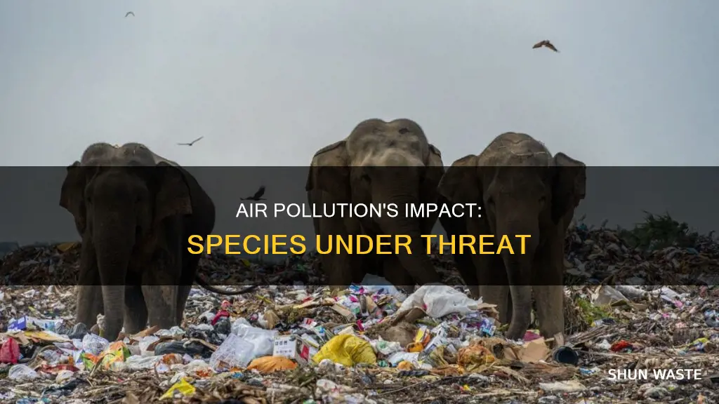 what species are affected by air pollution