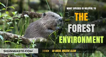 Key Species That Sustain and Enhance Forest Ecosystems