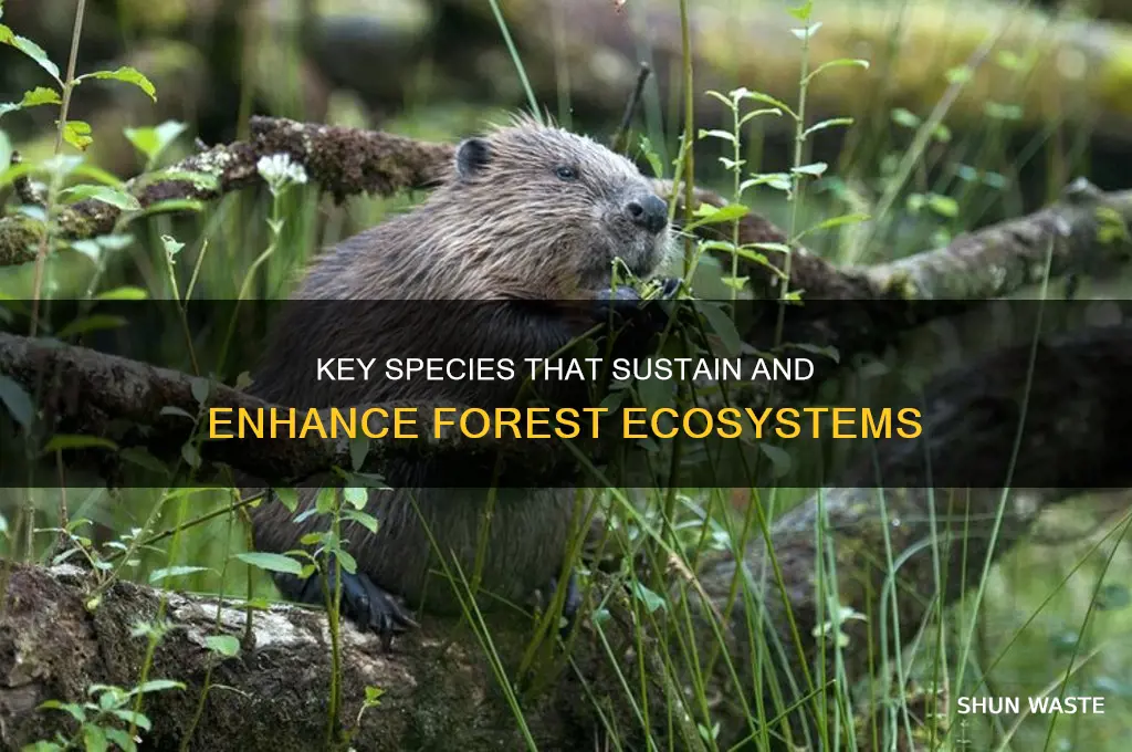 what species is helpful to the forest environment