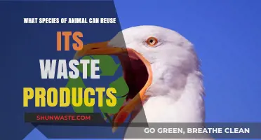 Nature's Recycling Champs: Animals That Reuse Their Waste