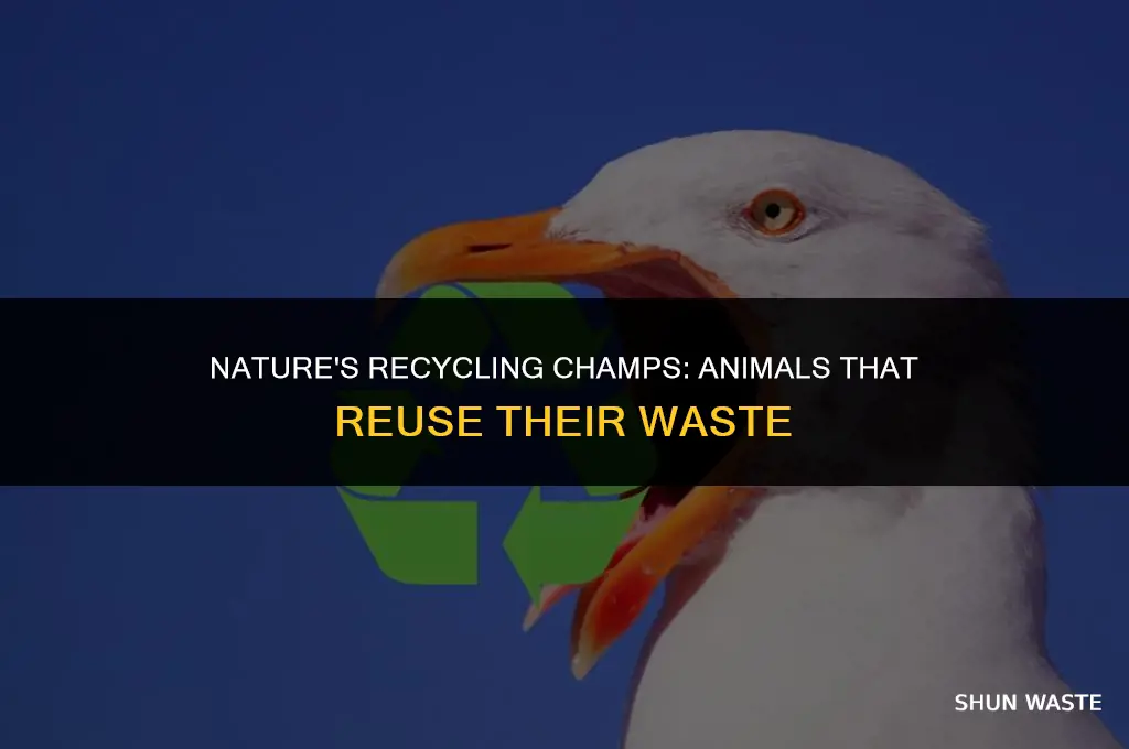 what species of animal can reuse its waste products