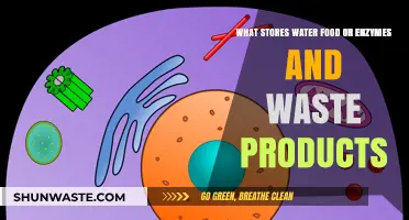 Exploring the Intricacies of Cellular Storage: Water, Food, Enzymes, and Waste