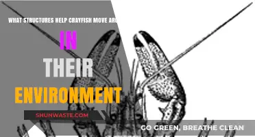 Crayfish Mobility: Key Structures for Navigation and Movement