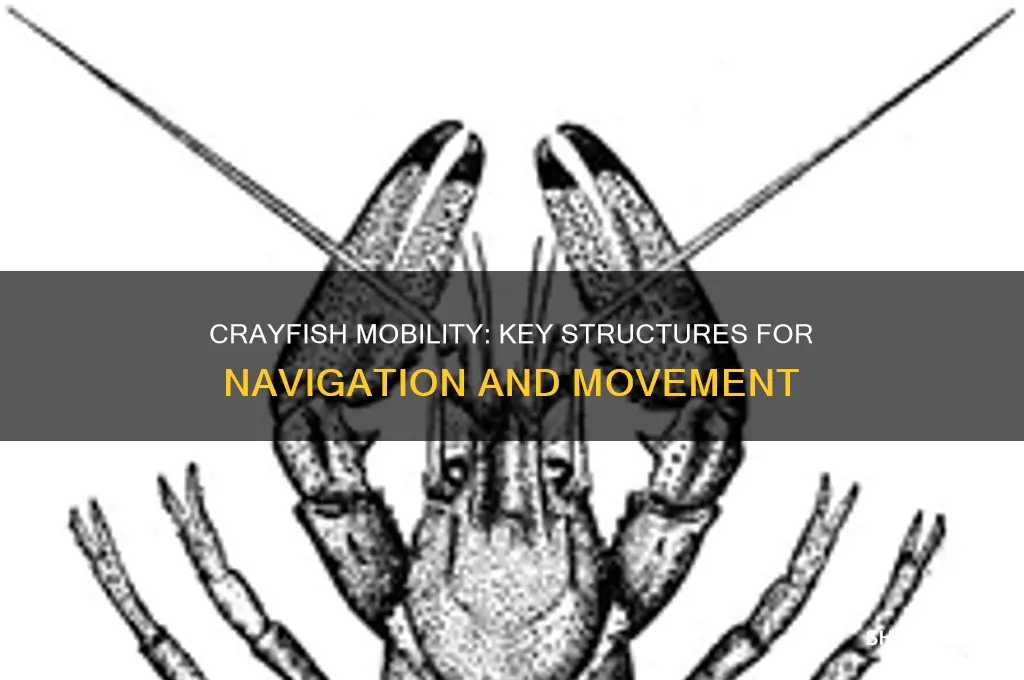 what structures help crayfish move around in their environment