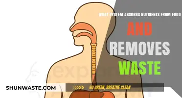 Exploring the Intricacies of Nutrient Absorption and Waste Elimination