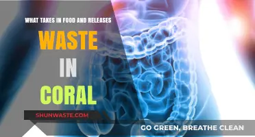 Understanding Coral Digestion: A Journey from Ingestion to Excretion