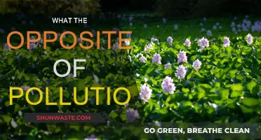 Nature's Healing: Pollution's Opposite
