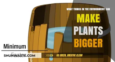 Environmental Factors That Boost Plant Growth and Size