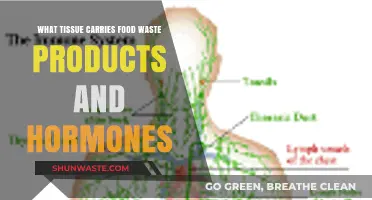 Exploring the Role of the Lymphatic System in Waste Removal and Hormone Transport