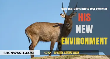 Buck's Survival Secrets: Key Traits for Thriving in New Environments