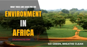 Top African Trees Boosting Ecosystems and Combating Climate Change