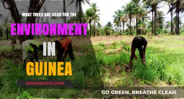 Eco-Friendly Trees Boosting Guinea's Environment and Biodiversity