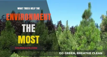Top Trees for Environmental Impact: Boosting Ecosystems and Climate Health
