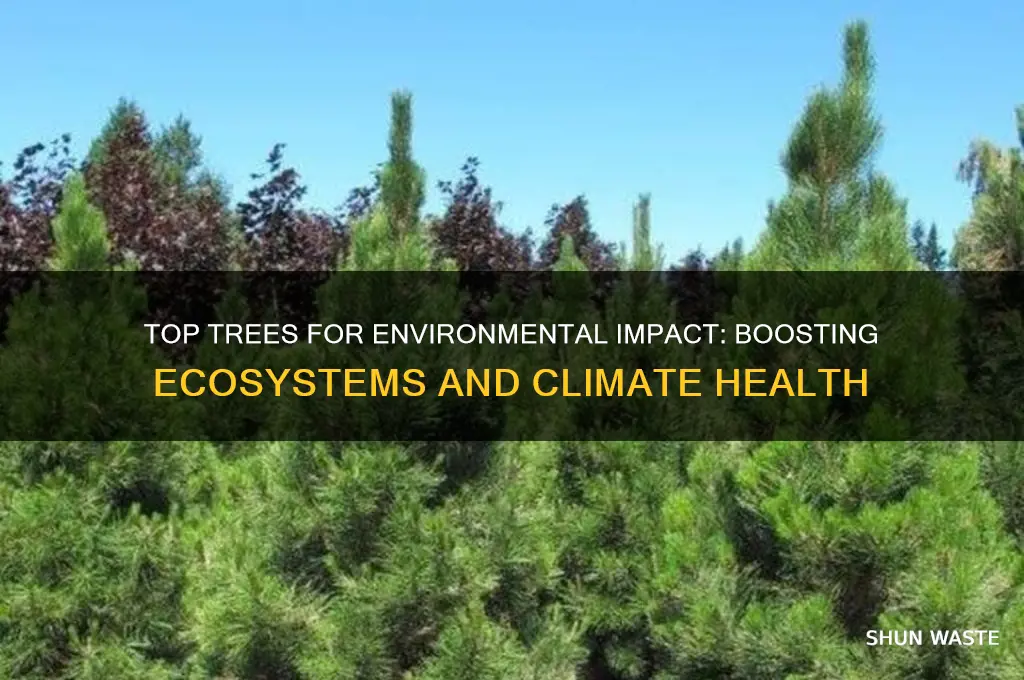 what trees help the environment the most