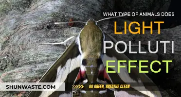 Light Pollution's Impact on Animals