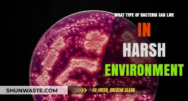 Extreme Microbes: Bacteria Thriving in Harsh, Uninhabitable Environments