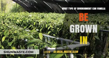 Ideal Conditions for Growing Vanilla: Climate, Soil, and Environment