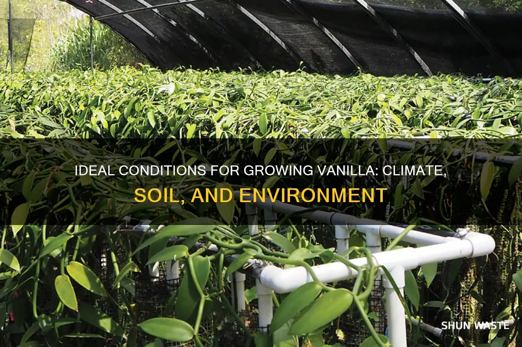 what type of environment can vanilla be grown in