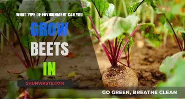 Ideal Conditions for Growing Beets: Soil, Climate, and Sunlight Tips
