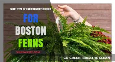 Creating the Ideal Environment for Thriving Boston Ferns: Tips and Tricks