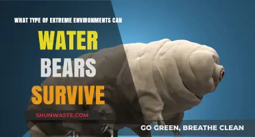 Water Bears: Surviving Extreme Heat, Cold, Radiation, and Beyond