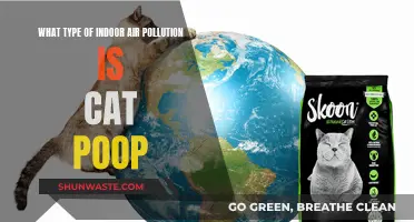 Cat Poop: A Silent Indoor Air Polluter