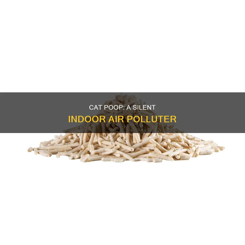 what type of indoor air pollution is cat poop