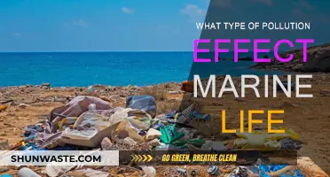 Marine Life: Pollution's Devastating Impact