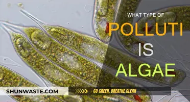 Algae: A Natural Water Pollutant?