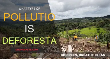 Deforestation: A Major Contributor to Air and Soil Pollution
