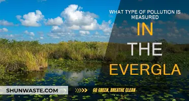 Everglades Pollution: Measuring the Damage