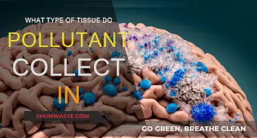 Tissue Types: Pollutant Collection Sites