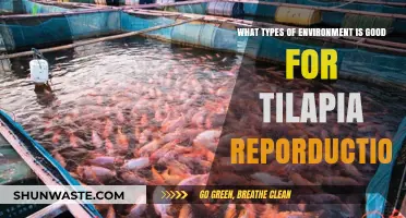 Optimal Environments for Successful Tilapia Reproduction and Growth