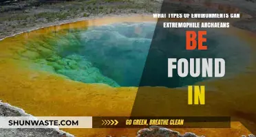 Extreme Habitats: Where Archaean Extremophiles Thrive in Harsh Environments