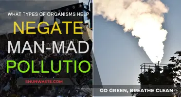 Nature's Allies: Fighting Pollution with Organisms
