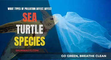 Sea Turtle Species: Pollution's Impact and Influence