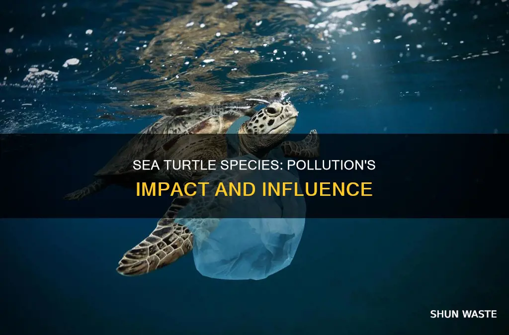 what types of pollution affect affect sea turtle species