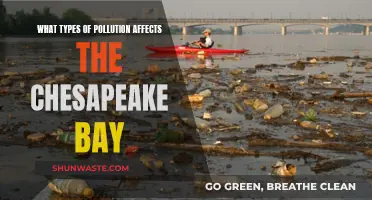 Chesapeake Bay Pollution: Understanding the Key Culprits