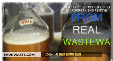 Microorganisms: Cleaning Wastewater Pollution