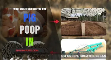 Eco-Friendly Disposal: A Guide to Managing Pig Waste Responsibly