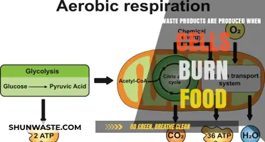 Metabolic Byproducts: Unveiling the Waste of Cellular Respiration