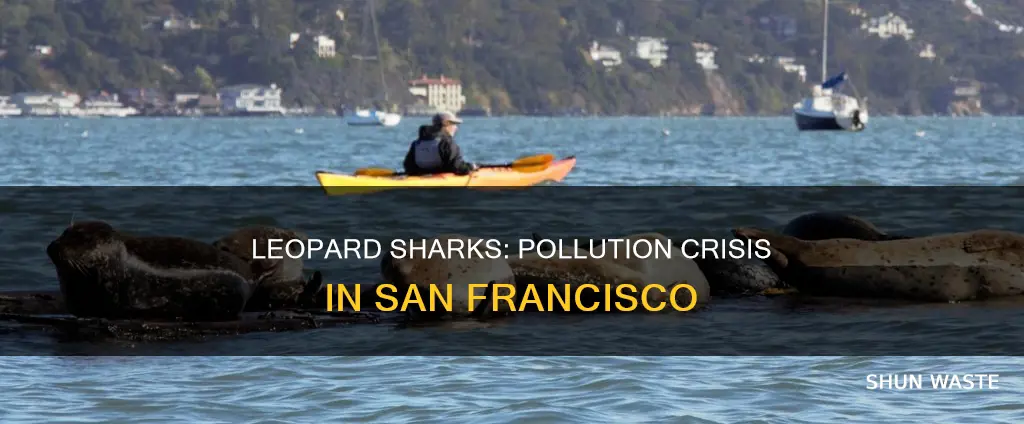 what year did leopard sharks get polluted in sanfancisco