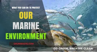 Sustainable Steps to Safeguard Our Oceans and Marine Life
