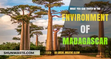 Exploring Madagascar's Tangible Treasures: A Guide to Its Touchable Environment